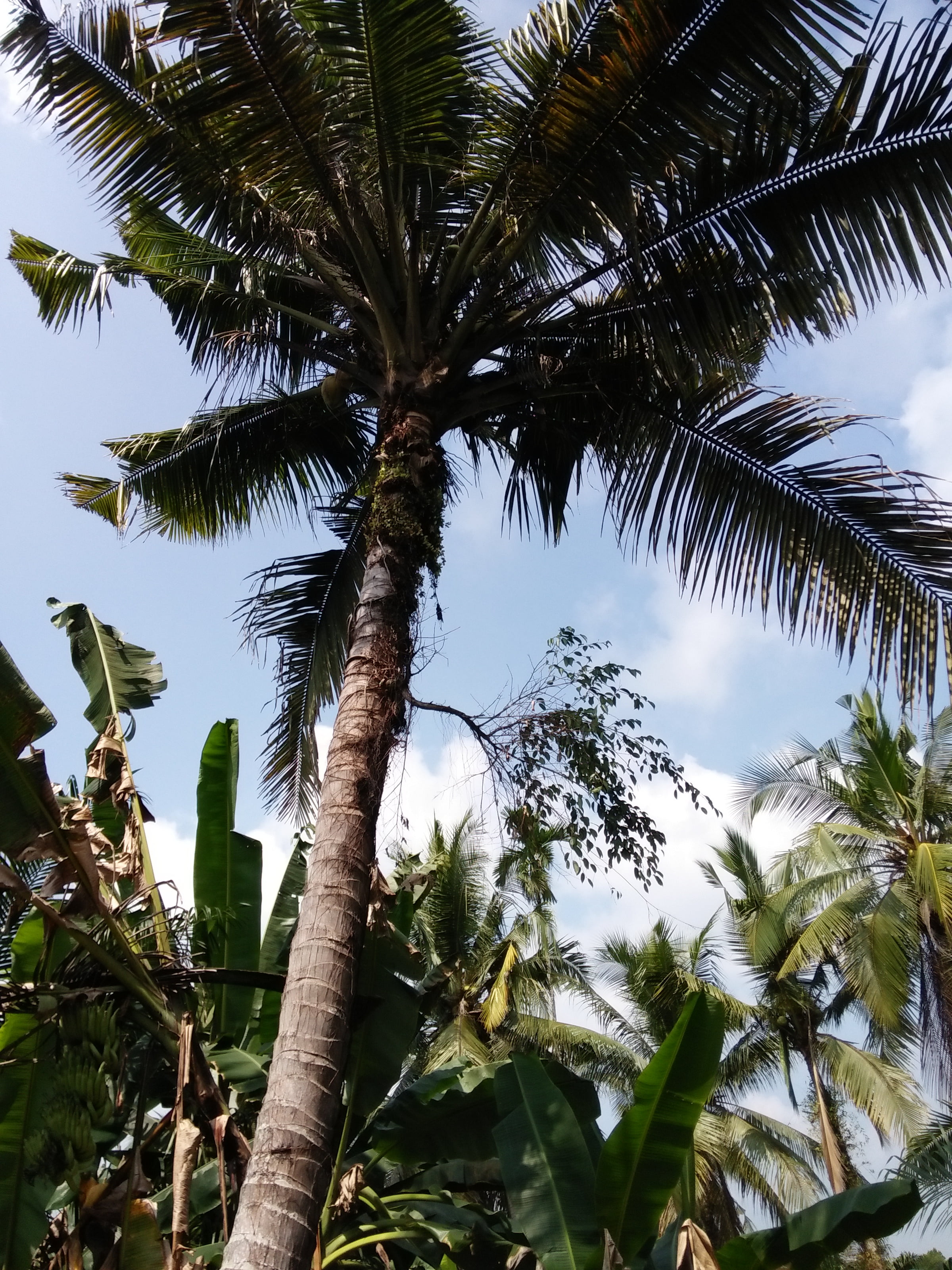 Pohon Beringin Tumbuh di Pohon Kelapa