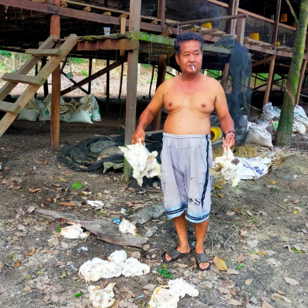 Peternak Ayam Langgam Gagal Total, Ditemukan Ada Penyakit Baru