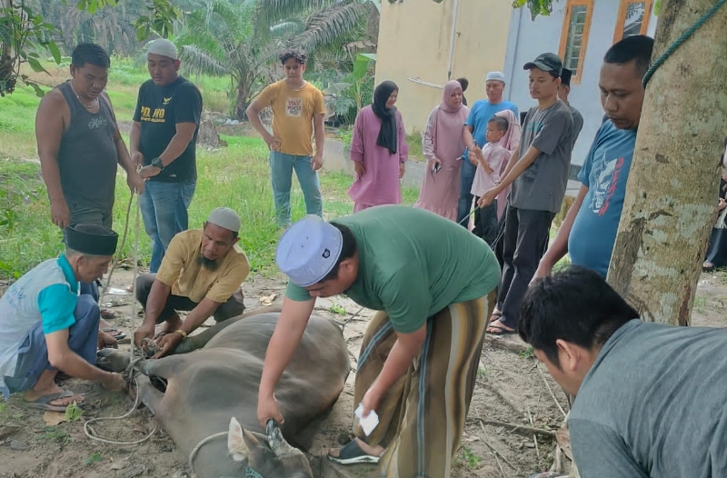 Idul Adha 2024, Keluarga Besar JMSI Pelalawan Potong Satu Ekor Sapi Kurban