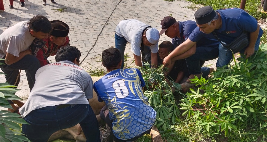 Pemotongan Perdana Sapi Qurban di PWI Pelalawan Berjalan Lancar