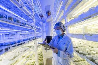 Masa Depan Hijau: Teknologi Kultur Jaringan APRIL Group untuk Hutan Berkelanjutan