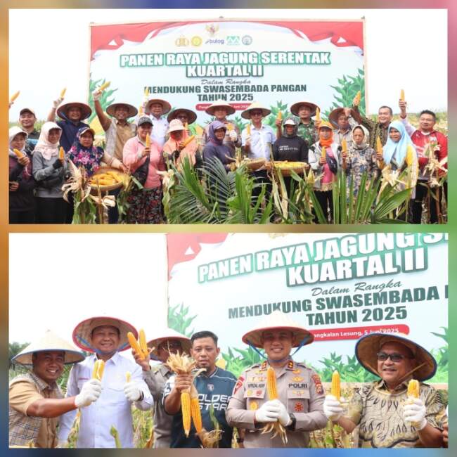 Dukung Swasembada Pangan 2025, Kapolres Pelalawan Ikut Panen Raya Jagung Serentak